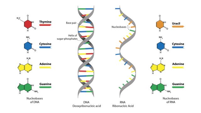 DNA Structure